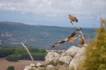 Birding Teruel